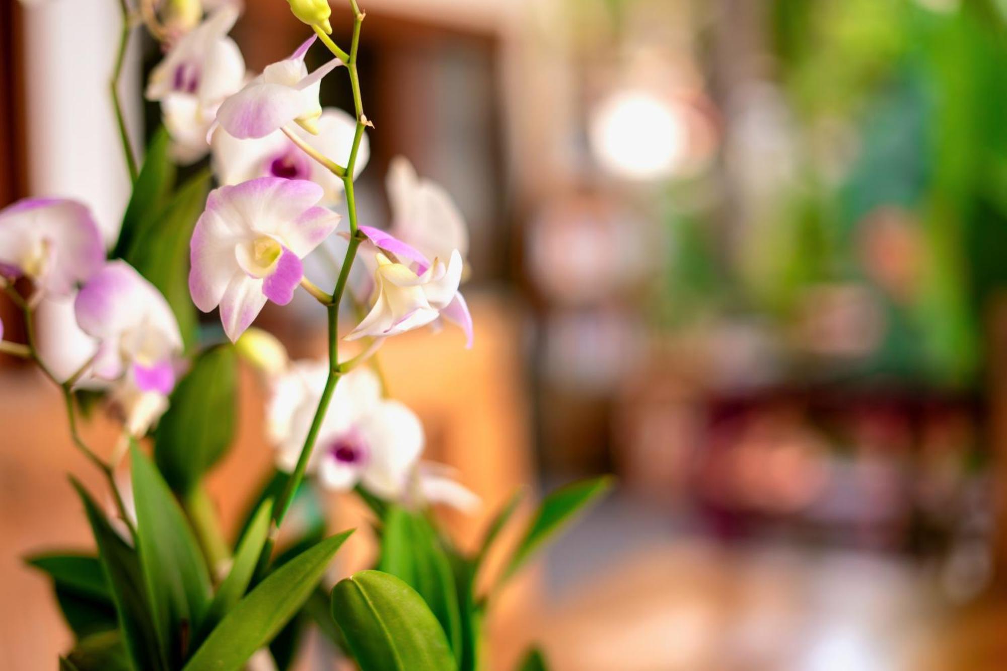 Orchid Lodge Samui - Bed & Breakfast Lamai Beach  Dış mekan fotoğraf